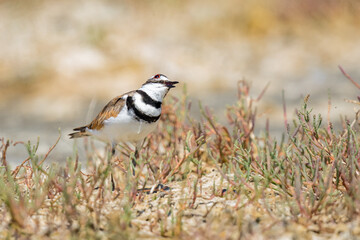 Adult Killdeer Reacts to Hawk Flying Overhead
