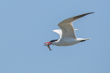 Fototapeta premium Caspian Tern With Captured Herring