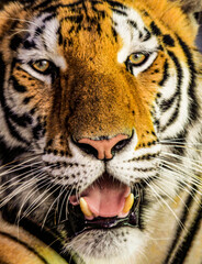 Fototapeta premium Tigre en zoológico del picacho en Honduras 