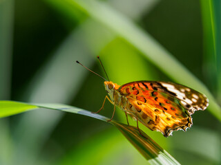 ツマグロヒョウモン