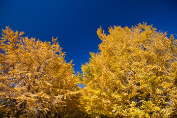 Row of ginkgo trees in late autumn,  昭和記念公園での晩秋のイチョウ並木