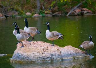Canadian Geese On Rock in Lake