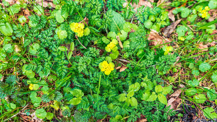 Fototapeta premium Sprouts of various green grasses and yellow flowers of Chrisosplenium alternifolium in a spring forest