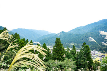 landscape with trees