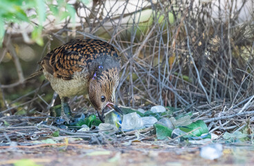Spotted bowerbird gathering green glass objects for his bower.