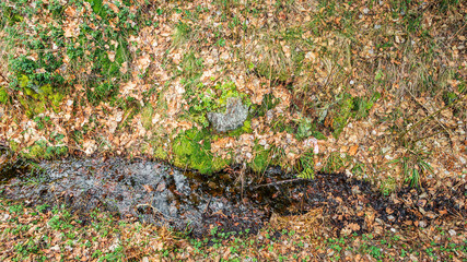 A stream with dark water in an old forest among moss, grass, and forest litter
