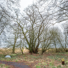 Huge branchy tree with several trunks and crooked branches at the edge of the forest with young shoots