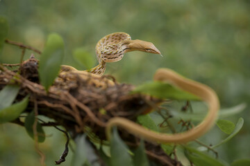 Beautiful Action of  Little Snake 