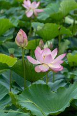Fototapeta premium 美しい蓮の花