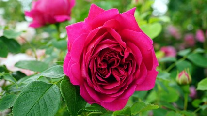pink rose in garden:Nice looking roses