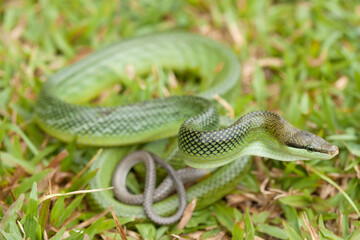 Beautiful Action of  Little Snake 