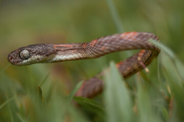 Beautiful Action of  Little Snake 