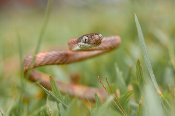 Beautiful Action of  Little Snake 