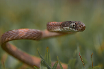 Beautiful Action of  Little Snake 