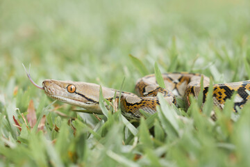 Beautiful Action of  Little Snake 