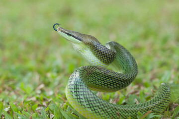 Beautiful Action of  Little Snake 