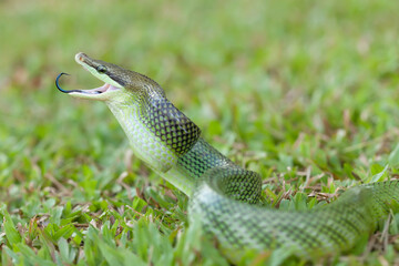 Beautiful Action of  Little Snake 