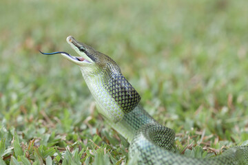 Beautiful Action of  Little Snake 