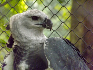 close up of a eagle