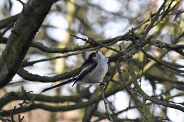 Fototapeta premium Long-tailed bird
