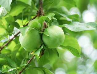 close up on plum on the branch