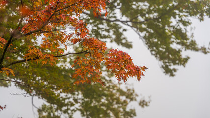 紅葉　テキストスペース　秋