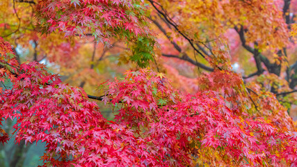 紅葉　テキストスペース　秋