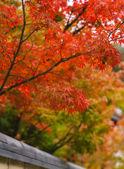 紅葉　テキストスペース　秋