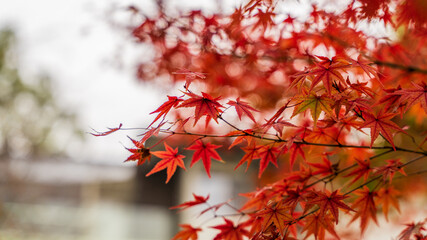 紅葉　テキストスペース　秋