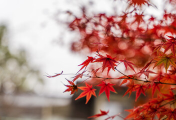 紅葉　テキストスペース　秋