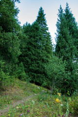 footpath in the woods