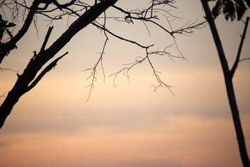 Sunset with the silhouette of the trees