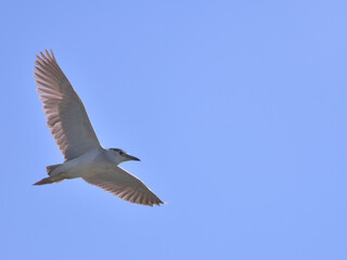 青空の左下に右向きに翼を広げて飛んでいく鳥