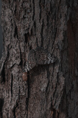 mariposa camuflada en la corteza de un arbol