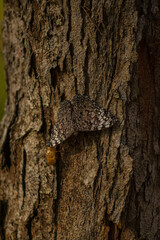 Fototapeta premium mariposa camuflada en la corteza de un arbol