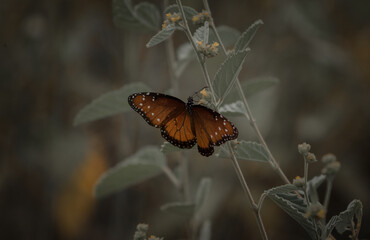 hermosa mariposa colorida sobre una flor silvestre