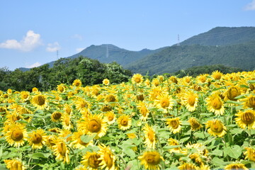 ひまわり畑
