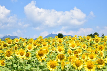 ひまわり畑