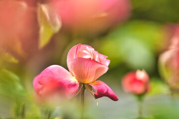 Fototapeta premium 薔薇園に咲く満開のバラの花