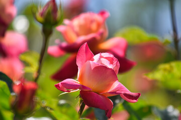 Fototapeta na wymiar 薔薇園に咲く満開のバラの花