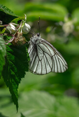 A butterfly sitting on a raspberry flower.