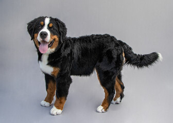 Bernese Mountain Dog Puppy 6 months old