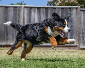 Bernese Mountain Dog Puppy 6 months old