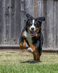 Bernese Mountain Dog Puppy 6 months old