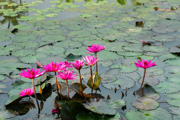 Beautiful red waterlily or lotus flower blooming is complimented by the rich pink color with leafs...