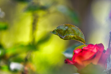 バラ園に咲く赤いバラの葉のクローズアップ