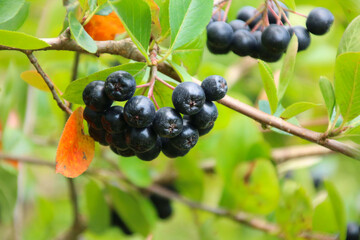 auroniabeeren am ast