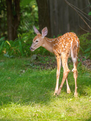 Fawns are enjoying sunny day in summer