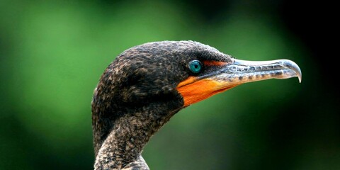 close up of a bird's eye
