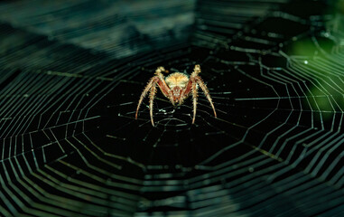 Spider